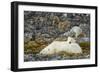 Polar Bear, Svalbard, Norway-Paul Souders-Framed Photographic Print