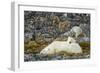 Polar Bear, Svalbard, Norway-Paul Souders-Framed Photographic Print