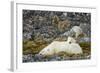 Polar Bear, Svalbard, Norway-Paul Souders-Framed Photographic Print