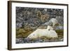 Polar Bear, Svalbard, Norway-Paul Souders-Framed Photographic Print