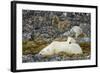 Polar Bear, Svalbard, Norway-Paul Souders-Framed Photographic Print