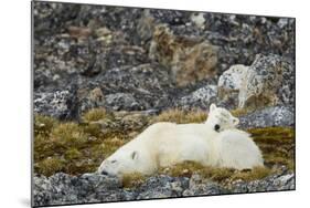 Polar Bear, Svalbard, Norway-Paul Souders-Mounted Photographic Print