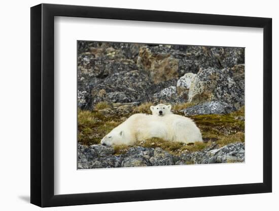 Polar Bear, Svalbard, Norway-Paul Souders-Framed Photographic Print