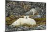 Polar Bear, Svalbard, Norway-Paul Souders-Mounted Photographic Print