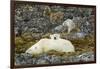 Polar Bear, Svalbard, Norway-Paul Souders-Framed Photographic Print