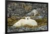 Polar Bear, Svalbard, Norway-Paul Souders-Framed Photographic Print