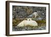 Polar Bear, Svalbard, Norway-Paul Souders-Framed Photographic Print