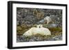 Polar Bear, Svalbard, Norway-Paul Souders-Framed Photographic Print