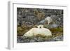 Polar Bear, Svalbard, Norway-Paul Souders-Framed Photographic Print