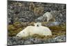 Polar Bear, Svalbard, Norway-Paul Souders-Mounted Photographic Print