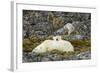 Polar Bear, Svalbard, Norway-Paul Souders-Framed Photographic Print