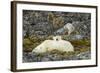 Polar Bear, Svalbard, Norway-Paul Souders-Framed Photographic Print