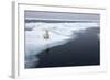 Polar Bear, Svalbard, Norway-Paul Souders-Framed Photographic Print