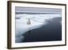 Polar Bear, Svalbard, Norway-Paul Souders-Framed Photographic Print