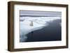 Polar Bear, Svalbard, Norway-Paul Souders-Framed Photographic Print