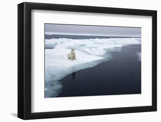 Polar Bear, Svalbard, Norway-Paul Souders-Framed Photographic Print