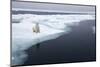 Polar Bear, Svalbard, Norway-Paul Souders-Mounted Photographic Print