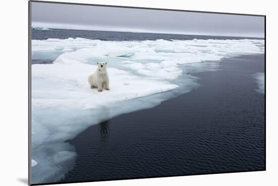 Polar Bear, Svalbard, Norway-Paul Souders-Mounted Photographic Print