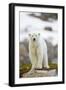 Polar Bear, Svalbard, Norway-Paul Souders-Framed Photographic Print