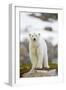 Polar Bear, Svalbard, Norway-Paul Souders-Framed Photographic Print