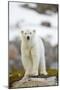 Polar Bear, Svalbard, Norway-Paul Souders-Mounted Photographic Print