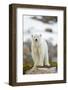 Polar Bear, Svalbard, Norway-Paul Souders-Framed Photographic Print