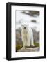 Polar Bear, Svalbard, Norway-Paul Souders-Framed Photographic Print