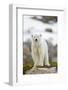 Polar Bear, Svalbard, Norway-Paul Souders-Framed Photographic Print