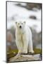 Polar Bear, Svalbard, Norway-Paul Souders-Mounted Photographic Print