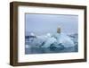 Polar Bear, Svalbard, Norway-Paul Souders-Framed Photographic Print