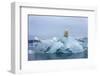 Polar Bear, Svalbard, Norway-Paul Souders-Framed Photographic Print