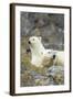 Polar Bear, Svalbard, Norway-Paul Souders-Framed Photographic Print