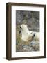 Polar Bear, Svalbard, Norway-Paul Souders-Framed Photographic Print