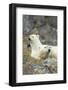 Polar Bear, Svalbard, Norway-Paul Souders-Framed Photographic Print