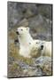 Polar Bear, Svalbard, Norway-Paul Souders-Mounted Photographic Print