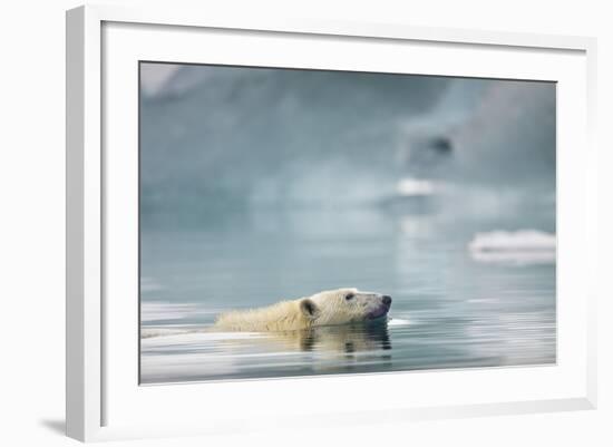 Polar Bear, Svalbard, Norway-Paul Souders-Framed Photographic Print