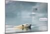 Polar Bear, Svalbard, Norway-Paul Souders-Mounted Photographic Print