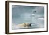 Polar Bear, Svalbard, Norway-Paul Souders-Framed Photographic Print