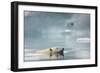 Polar Bear, Svalbard, Norway-Paul Souders-Framed Photographic Print