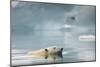 Polar Bear, Svalbard, Norway-Paul Souders-Mounted Photographic Print