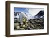 Polar Bear, Svalbard, Norway-Paul Souders-Framed Photographic Print