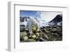 Polar Bear, Svalbard, Norway-Paul Souders-Framed Photographic Print