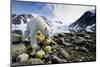 Polar Bear, Svalbard, Norway-Paul Souders-Mounted Photographic Print