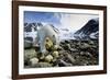 Polar Bear, Svalbard, Norway-Paul Souders-Framed Photographic Print