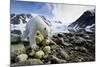 Polar Bear, Svalbard, Norway-Paul Souders-Mounted Photographic Print