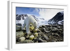 Polar Bear, Svalbard, Norway-Paul Souders-Framed Photographic Print