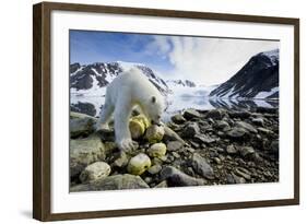 Polar Bear, Svalbard, Norway-Paul Souders-Framed Photographic Print