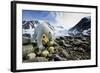 Polar Bear, Svalbard, Norway-Paul Souders-Framed Photographic Print