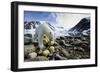 Polar Bear, Svalbard, Norway-Paul Souders-Framed Photographic Print