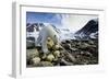 Polar Bear, Svalbard, Norway-Paul Souders-Framed Photographic Print